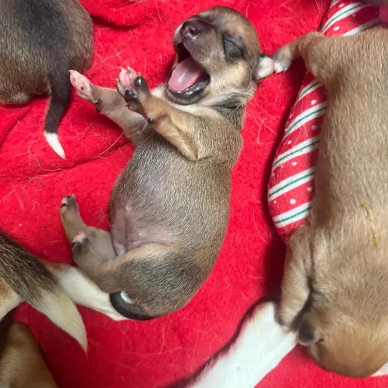 A baby small-sized female Yellow / Tan / Blond / Fawn Chihuahua dog named Ladybug for adoption in Normal, IL