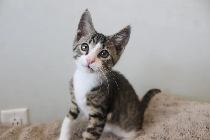 A baby medium-sized male Tabby (Brown / Chocolate) Domestic Short Hair cat named Thwack for adoption in Chestertown, MD