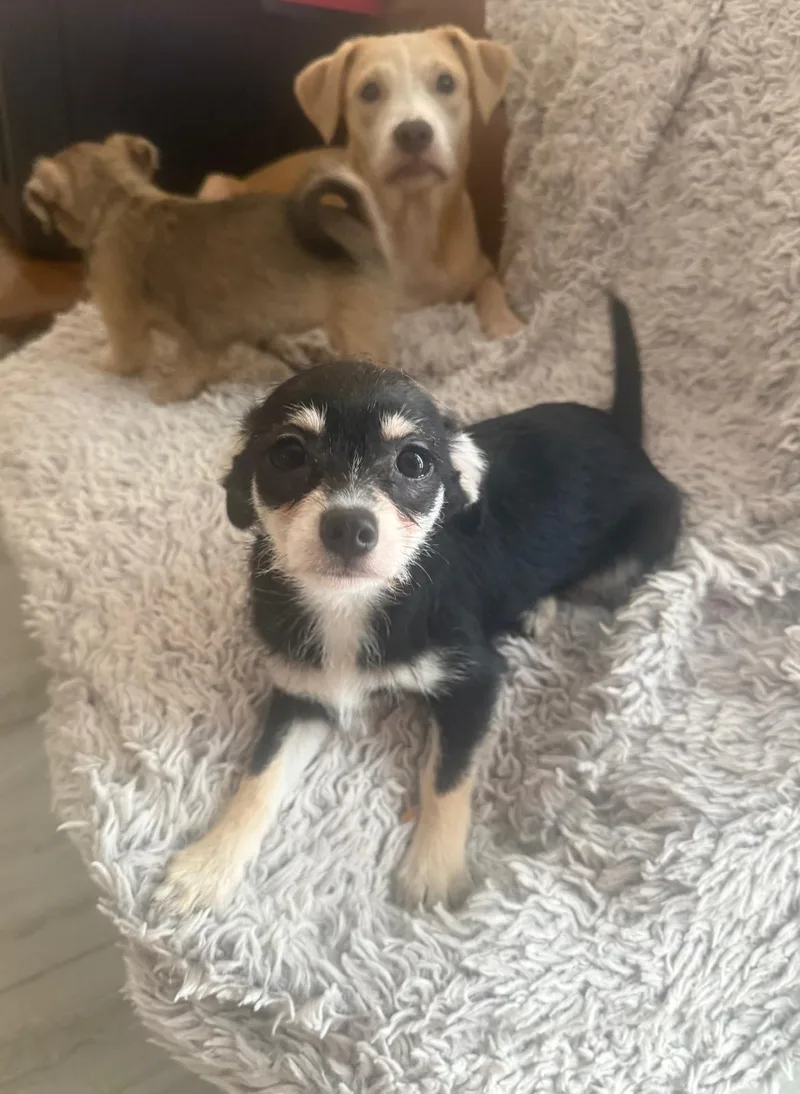 A baby small-sized female Tricolor (Brown, Black, & White) Yorkshire Terrier dog named Lily for adoption in Rio Grande, PR