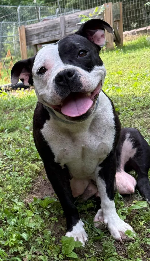 A young large-sized female Pit Bull Terrier dog named Mardi for adoption in Little Rock, AR