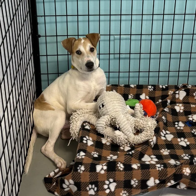 A baby medium-sized male White / Cream Shepherd dog named Sesame for adoption in Houston, TX