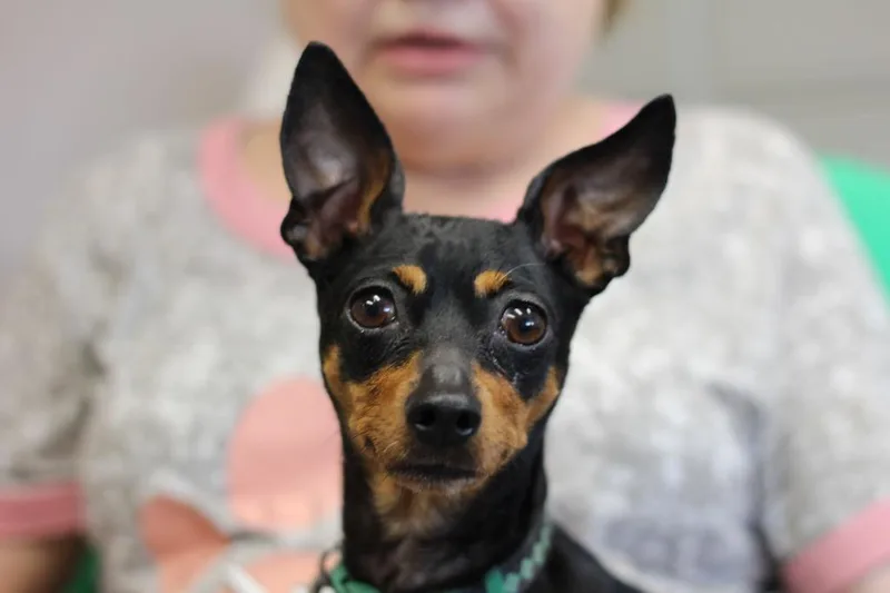 An adult small-sized female Miniature Pinscher dog named Millie for adoption in Rockford, IL