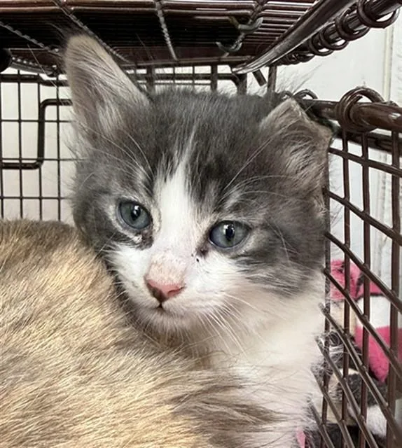 A baby small-sized male Domestic Medium Hair cat named Gary for adoption in Sacramento, CA