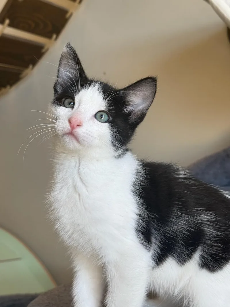A baby small-sized male Black & White / Tuxedo Domestic Short Hair cat named Tracy for adoption in Hollister, CA