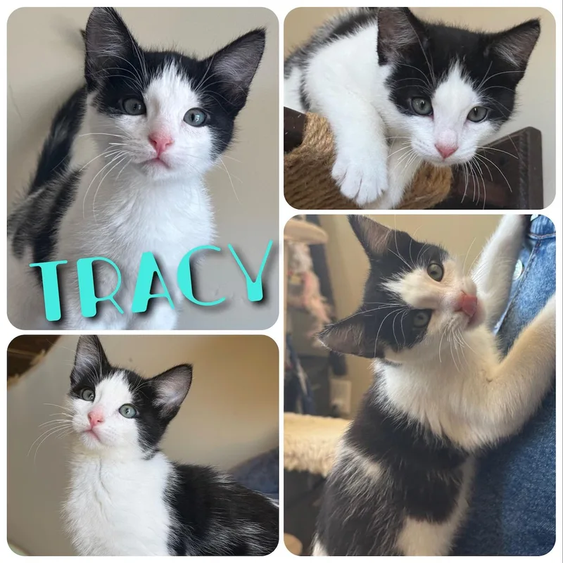 Tracy thumbnail 3