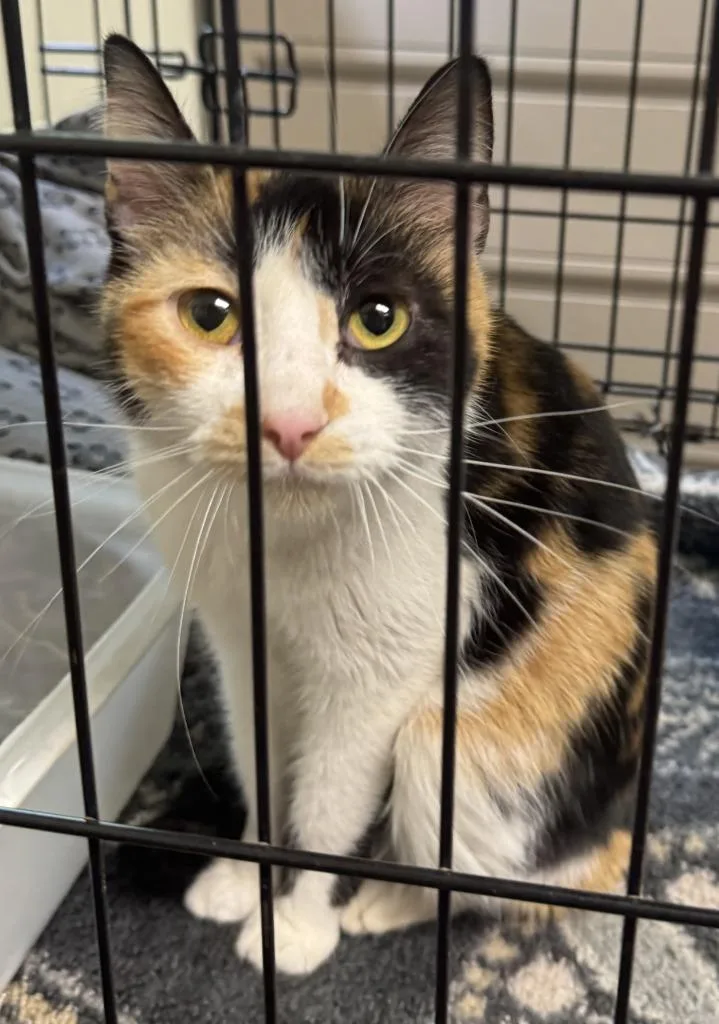 A young small-sized female Domestic Short Hair cat named Burbon for adoption in Saint Clairsville, OH