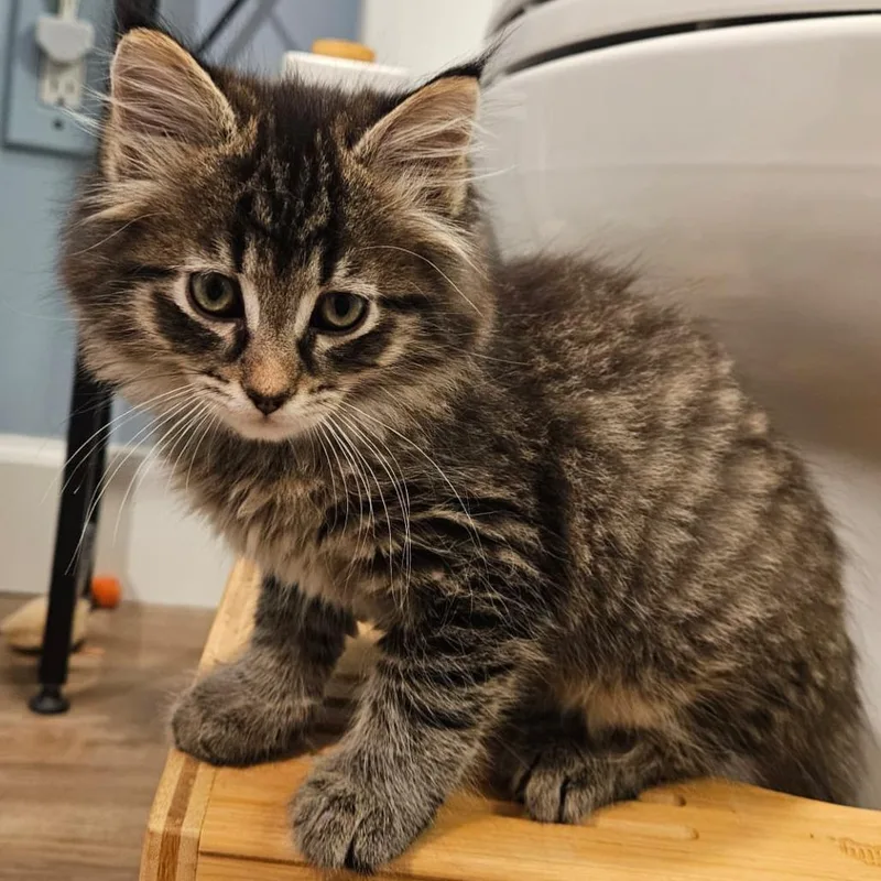 A baby small-sized male Brown / Chocolate Domestic Long Hair cat named Sammy for adoption in Winchester, VA