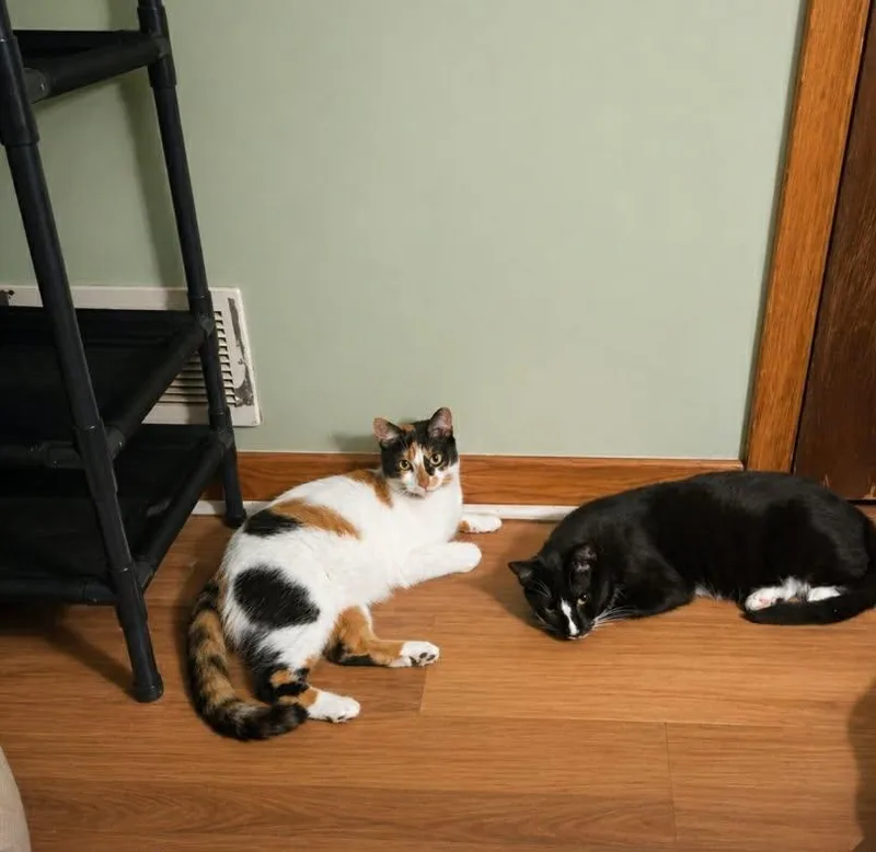 A young medium-sized female Domestic Short Hair cat named Misu for adoption in Canton, CT