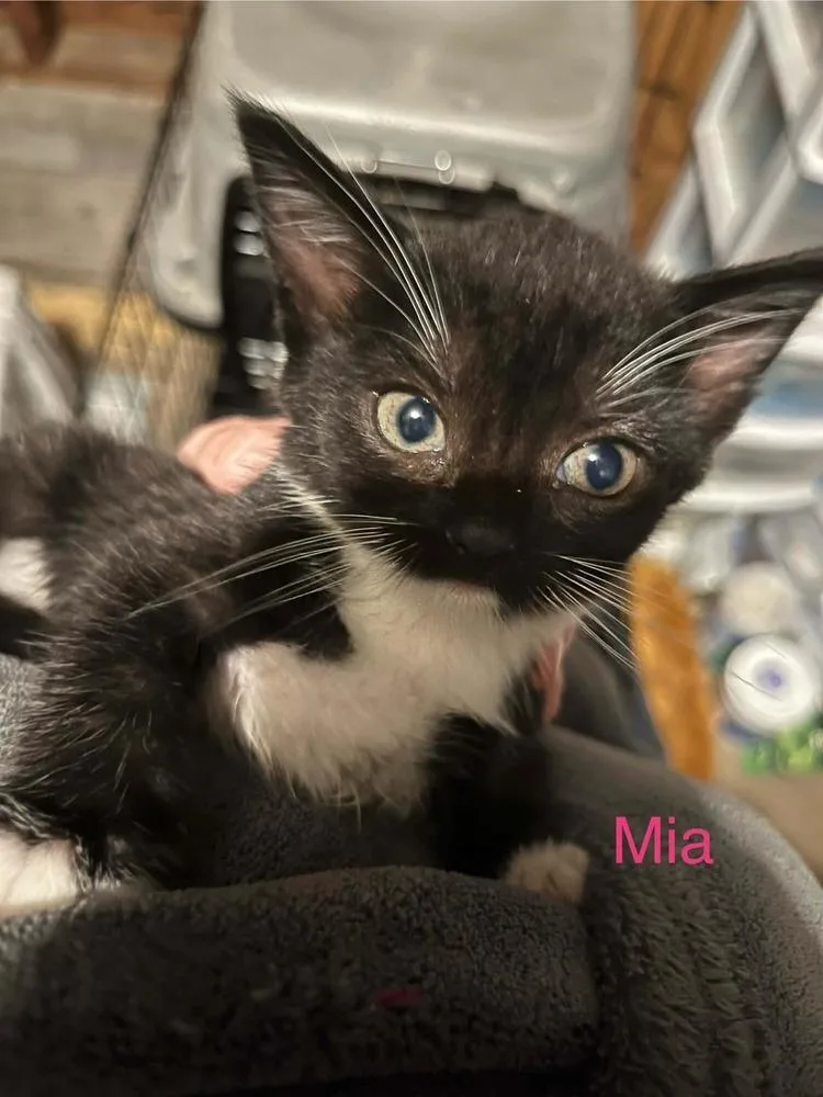 A baby small-sized female Black & White / Tuxedo Domestic Short Hair cat named Mia for adoption in Virginia Beach, VA