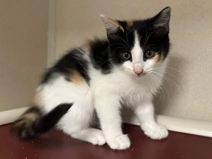 A baby medium-sized female Domestic Short Hair cat named Nine I AM for adoption in East Brookfield, MA
