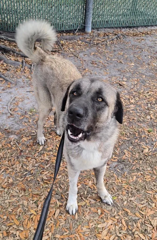 A young extra large-sized male Anatolian Shepherd dog named Takirsuch A Gentleman! for adoption in Fort Myers, FL