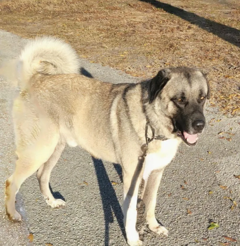 Takirsuch A Gentleman! thumbnail 2