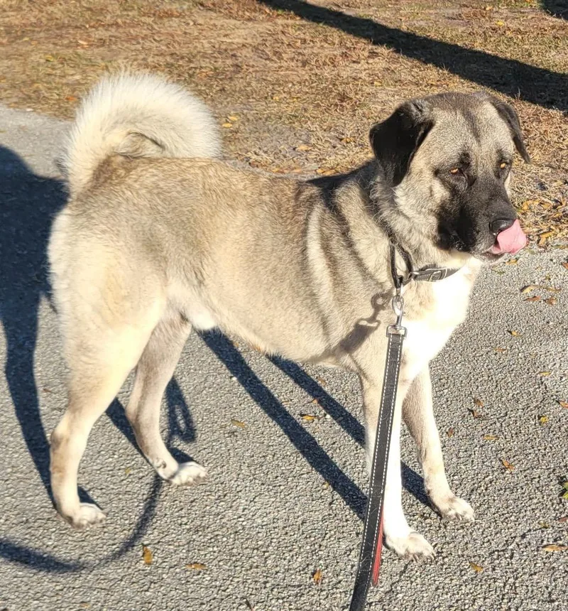 Takirsuch A Gentleman! thumbnail 3