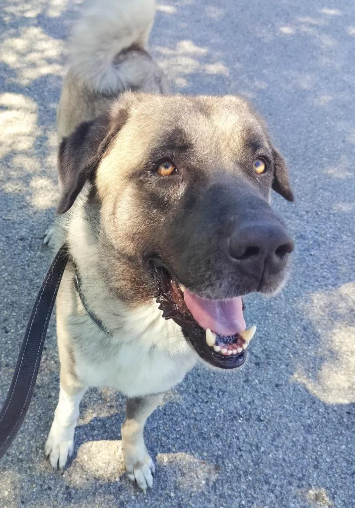 Takirsuch A Gentleman! thumbnail 4