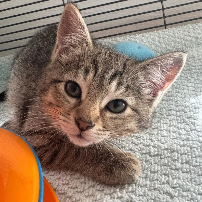 A baby small-sized female Brown / Chocolate Domestic Short Hair cat named Bean for adoption in Chesapeake, VA