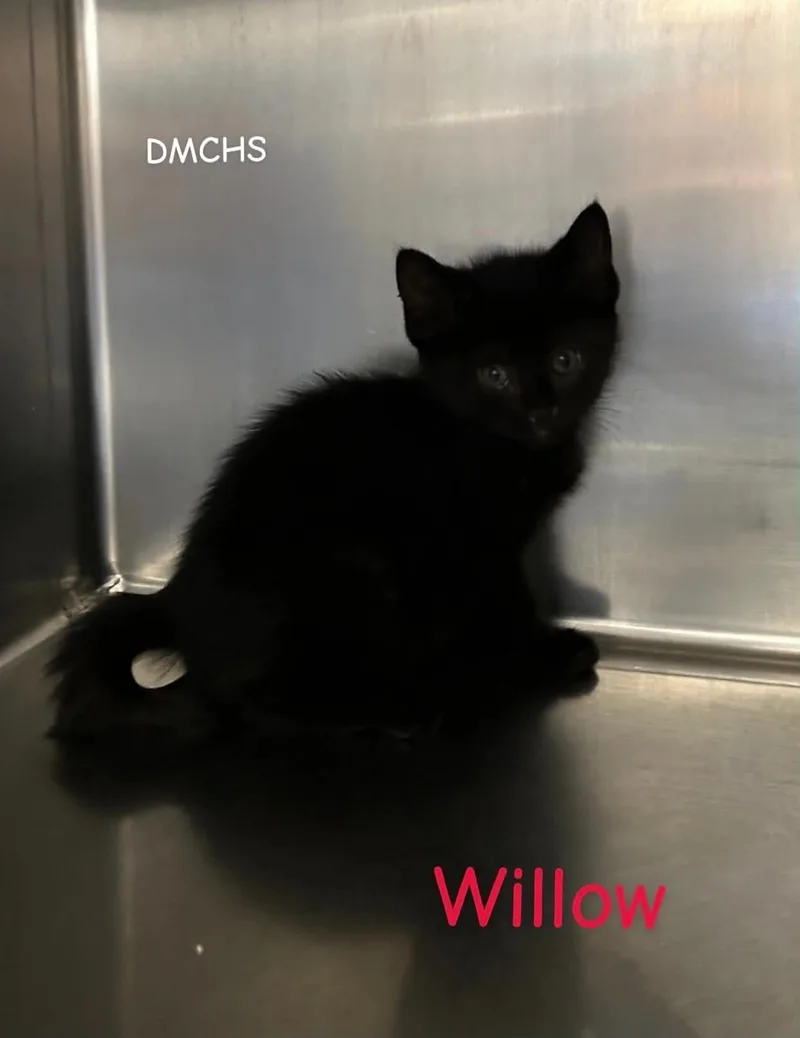 Willow
