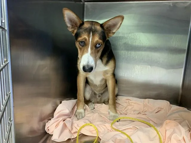 A young large-sized male Basenji dog named Ross for adoption in Grand Prairie, TX