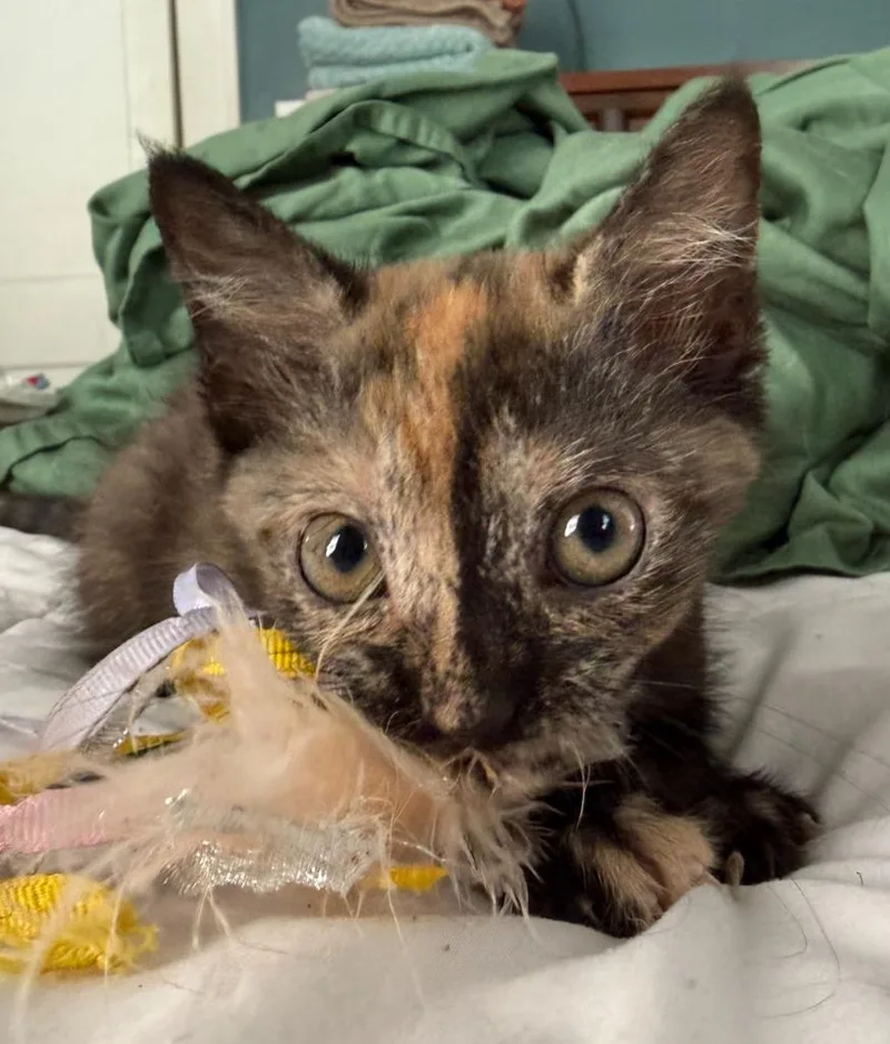 A baby medium-sized female Domestic Short Hair cat named Maggie for adoption in Evans, GA
