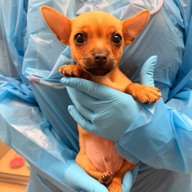 A baby small-sized male Yellow / Tan / Blond / Fawn Jack Russell Terrier dog named Peanut Butter for adoption in West Palm Beach, FL