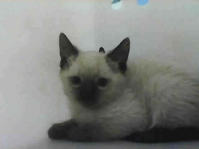 A senior medium-sized female Domestic Short Hair cat named Pasha for adoption in Albuquerque, NM
