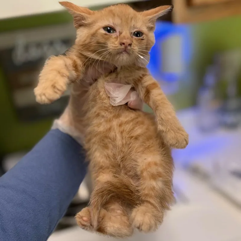A baby small-sized female Domestic Medium Hair cat named Miss Barbara Boardroom for adoption in Charleston, WV
