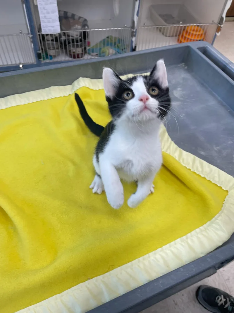 A baby medium-sized male Black & White / Tuxedo Domestic Short Hair cat named Cove for adoption in Neillsville, WI