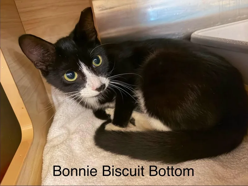 A baby small-sized female Black & White / Tuxedo Domestic Short Hair cat named Bonnie Biscuit Bottom for adoption in Clarksville, TN