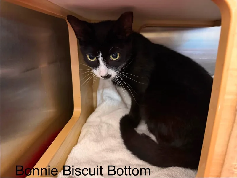 Bonnie Biscuit Bottom thumbnail 3