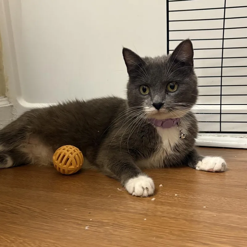An adult small-sized female Gray / Blue / Silver Domestic Short Hair cat named Cica Katze  Ac for adoption in Tallahassee, FL