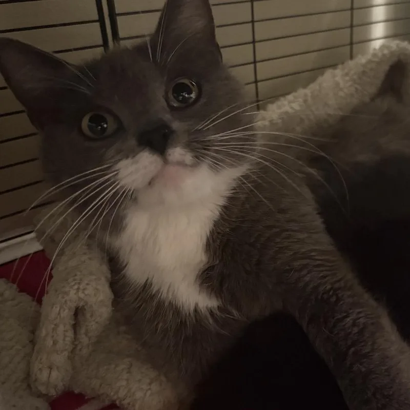 Cica Katze  Ac thumbnail 2