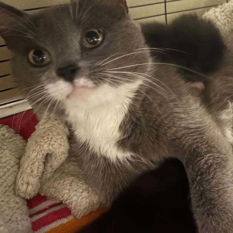 Cica Katze  Ac thumbnail 3