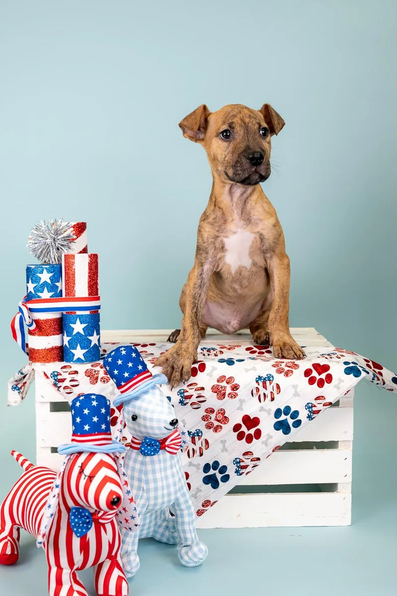 A baby medium-sized male Pit Bull Terrier dog named 538-26 for adoption in Brighton, CO