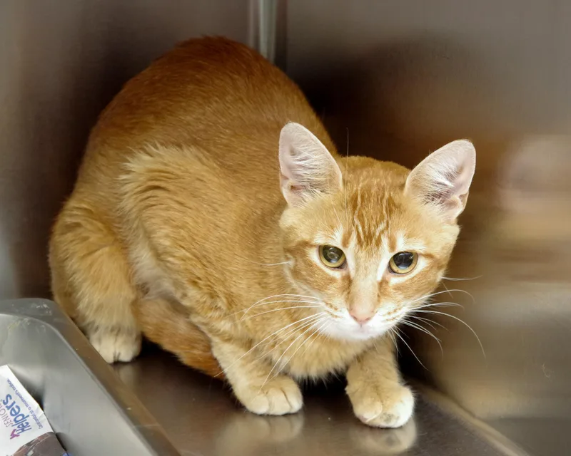 A young medium-sized female Orange & White American Shorthair cat named June for adoption in Scituate, MA