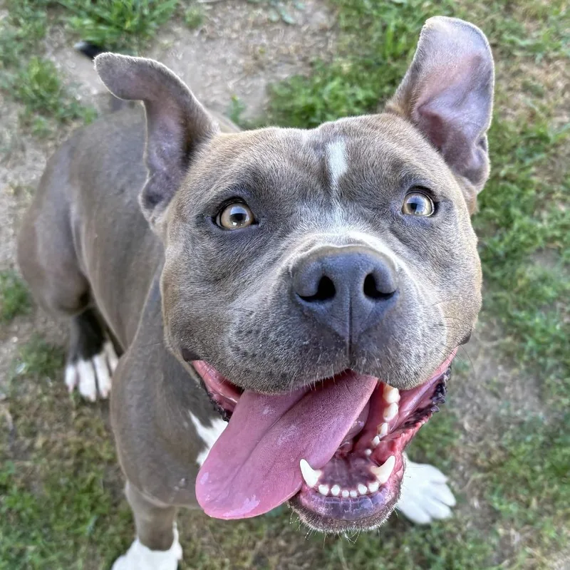 An adult medium-sized female Gray / Blue / Silver Pit Bull Terrier dog named Nova for adoption in Ojai, CA