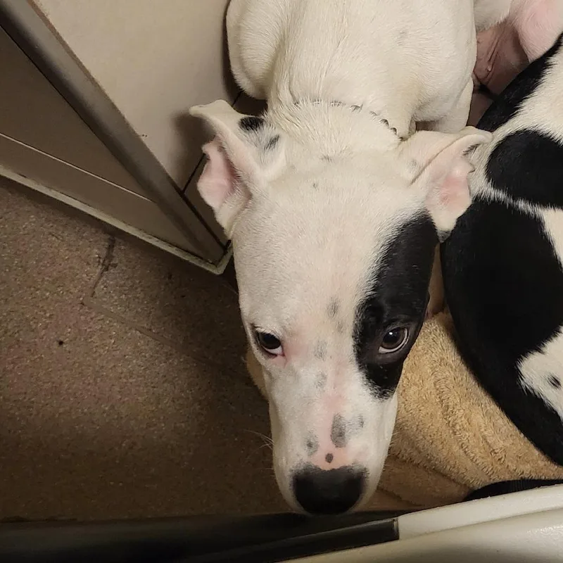 A young small-sized female White / Cream American Bulldog dog named Cami for adoption in Chicago, IL