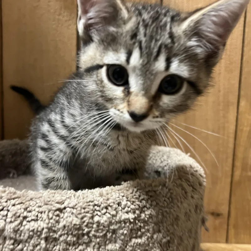 A baby small-sized male Gray / Blue / Silver Domestic Short Hair cat named Aaron for adoption in Spokane, WA