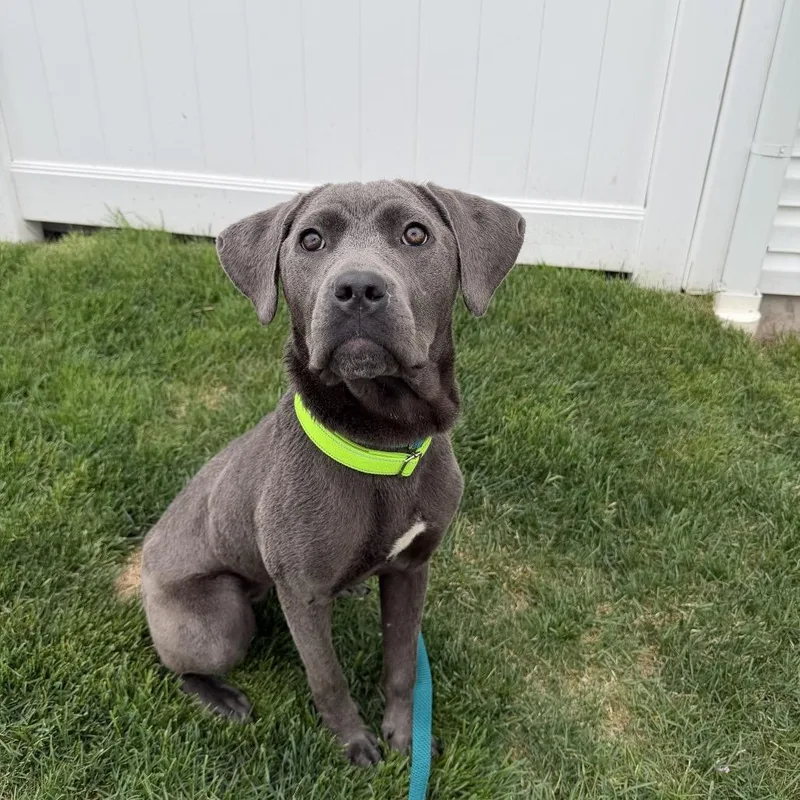 A young large-sized female Gray / Blue / Silver Cane Corso dog named Mora for adoption in Medford, NJ