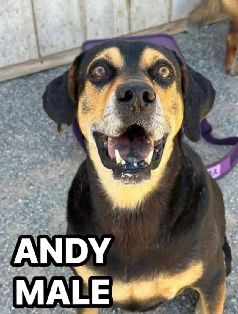 Andy