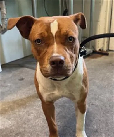 A young large-sized female Pit Bull Terrier dog named Kora for adoption in Sacramento, CA