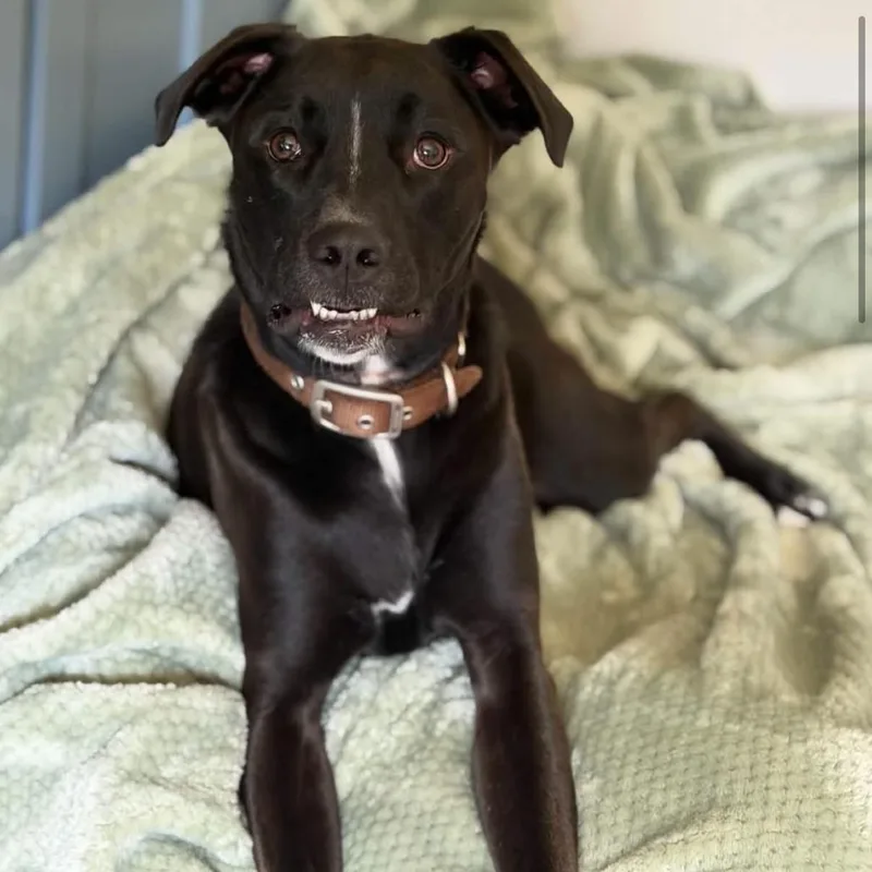 An adult medium-sized female Labrador Retriever dog named Panda for adoption in Brainerd, MN