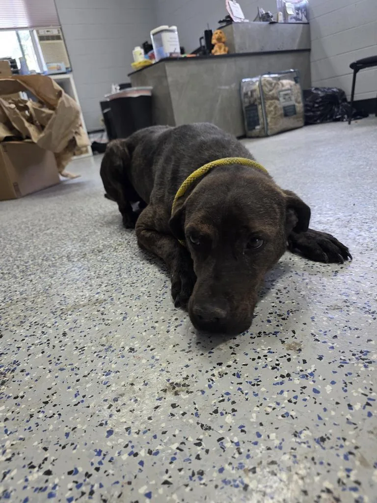An adult medium-sized male Mixed Breed dog named Miles for adoption in Holbrook, AZ