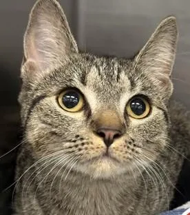 A young small-sized female Domestic Short Hair cat named Janie for adoption in Lowell, MA
