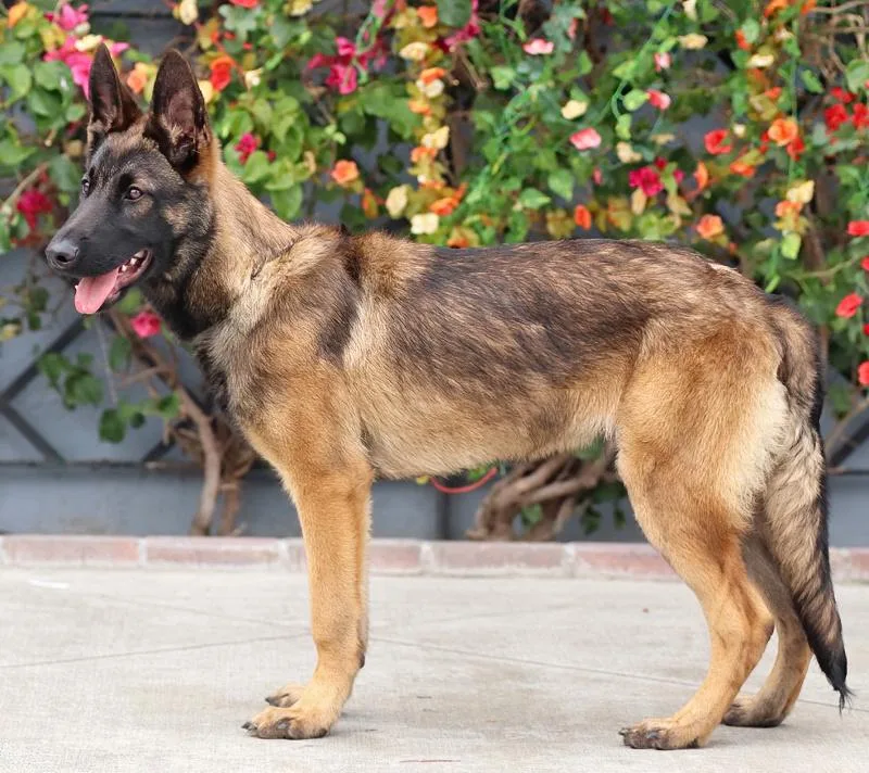 A baby large-sized male Sable German Shepherd Dog dog named Willy Von Wiesent for adoption in Los Angeles, CA