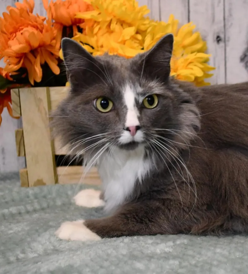 An adult extra large-sized female Domestic Long Hair cat named Marie for adoption in Roanoke, TX