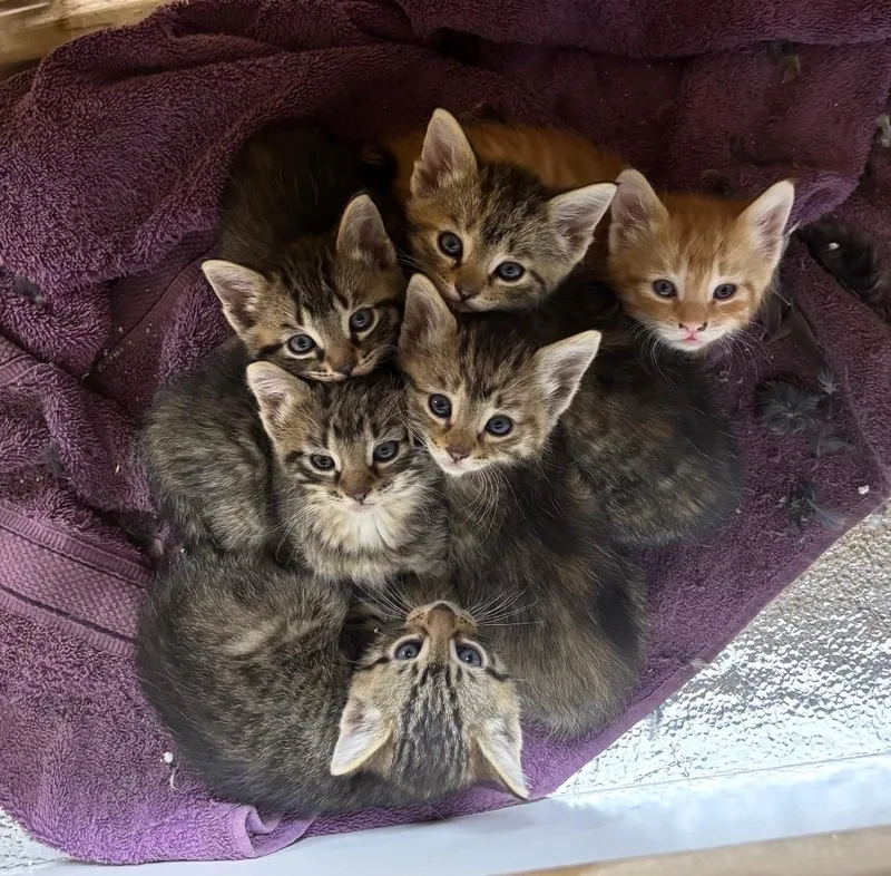 A baby medium-sized male Tabby cat named Sonic Big Voice for adoption in Prescott, AZ