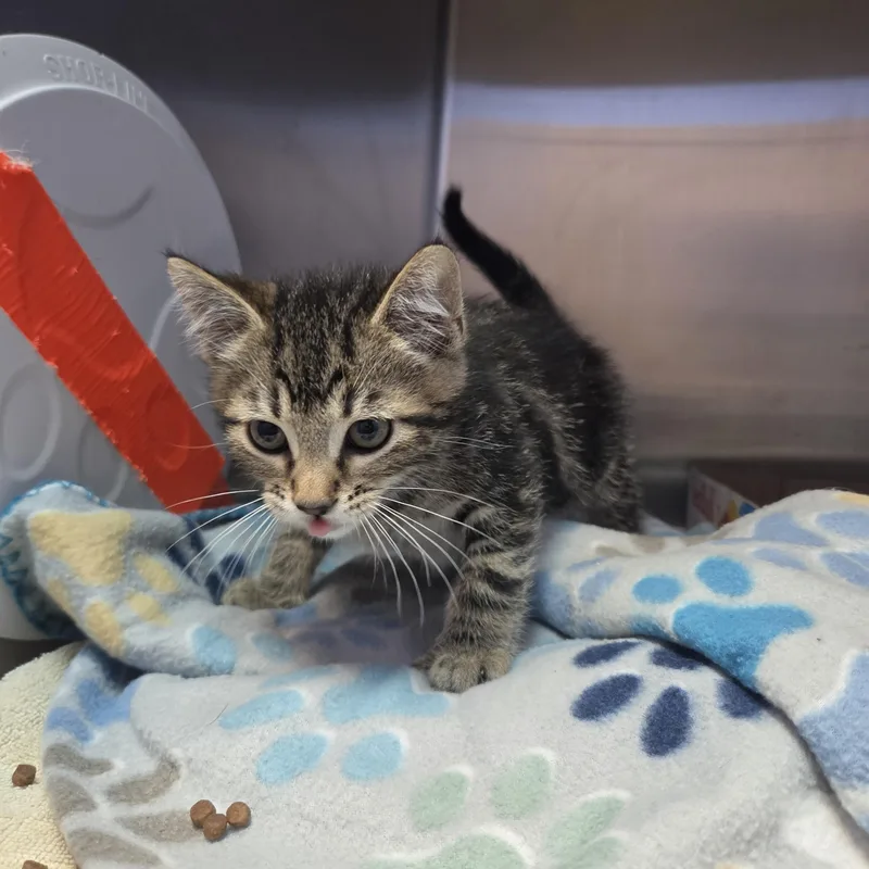 A baby small-sized male Brown / Chocolate Domestic Short Hair cat named NeighSayer for adoption in Brookings, SD