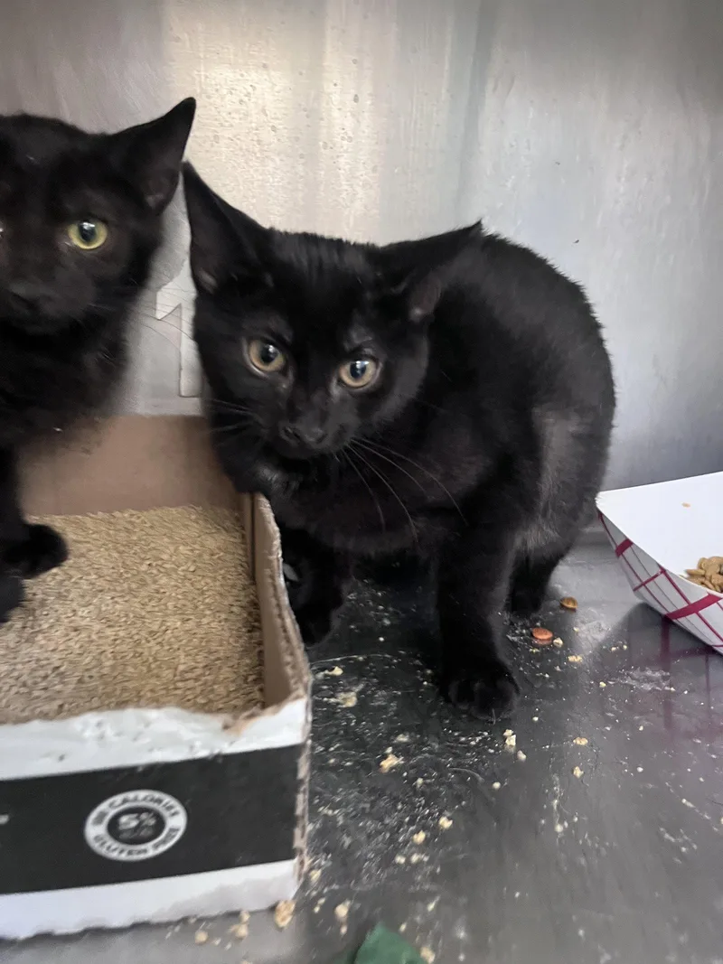 A baby medium-sized female Domestic Short Hair cat named Reims for adoption in Carrollton, GA