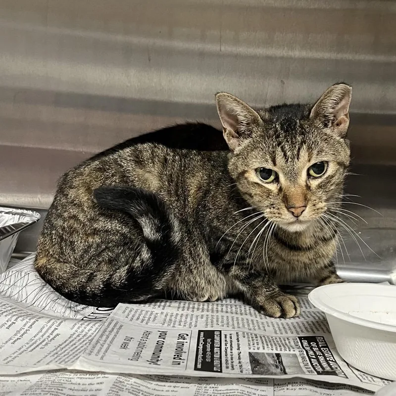 An adult medium-sized female Domestic Short Hair cat named Lola for adoption in Pauls Valley, OK