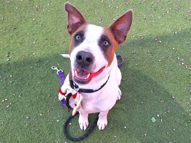 A young large-sized male Pit Bull Terrier dog named Rice for adoption in Phoenix, AZ
