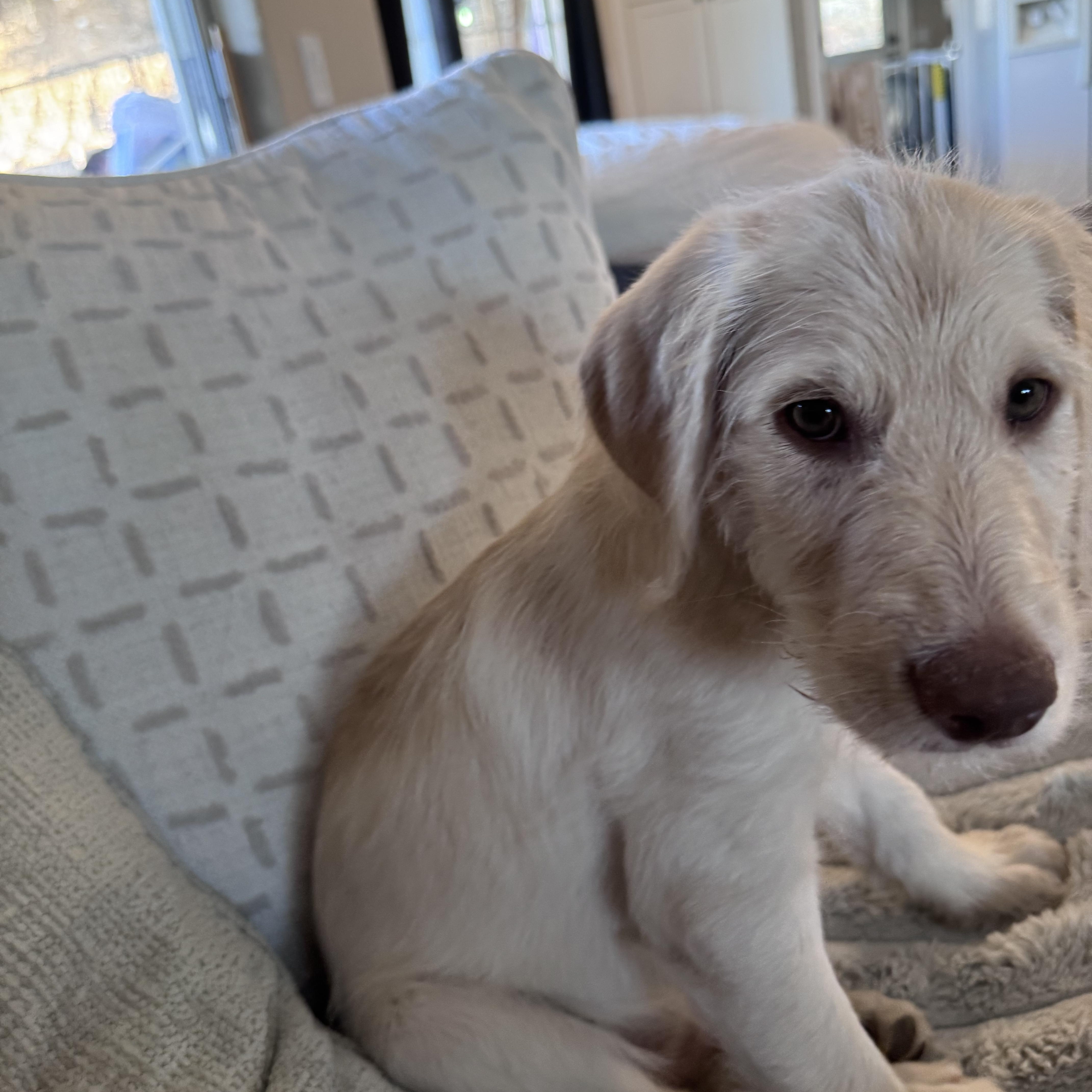 A baby large-sized male Labradoodle dog named Stan for adoption in Dewey, AZ